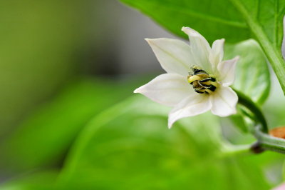 My back yard flower 18