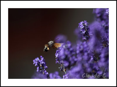 La flore et macro