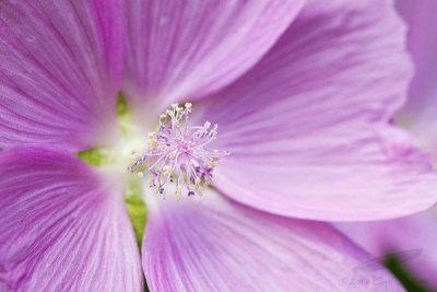 Musk Mallow - _MG_2184.jpg