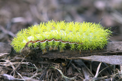 Io Moth Caterpillar - _MG_2907.jpg