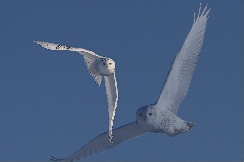 2 for 1 Snowy Owl.jpg