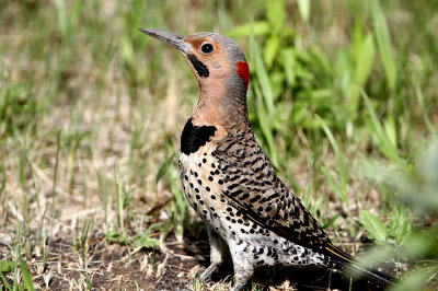 Northern Flicker