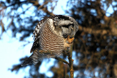 Banded Northern Hawk Owl
