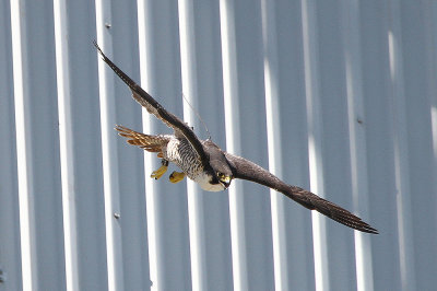 Kelly (female) 2015 Selkirk area.