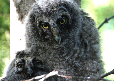 Long-eared Owls 2015