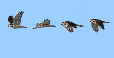 Northern Hawk Owl