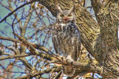 Great Horned Owl