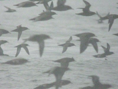 Sooty Shearwater 83