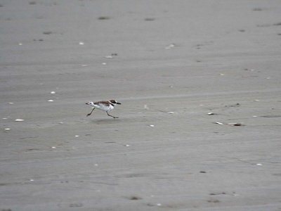 Wilson's Plover 140