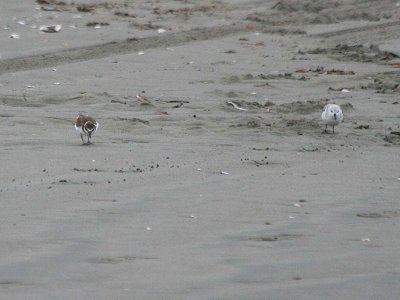 Wilson's Plover 140