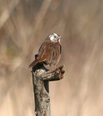 Song Sparrow   419