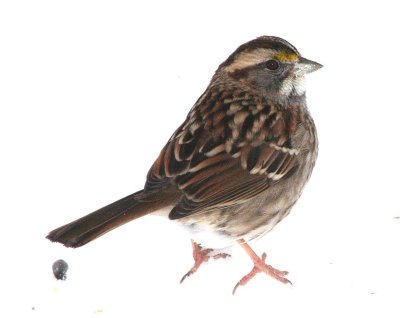 White-throated Sparrow  422