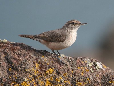 Rock Wren  339