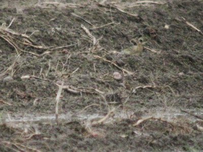 Pacific Golden-Plover 137