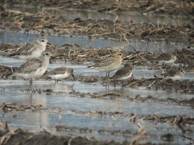 Pacific Golden-Plover 137
