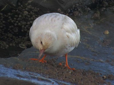 Black Turnstone 163