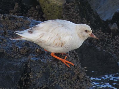 Black Turnstone 163