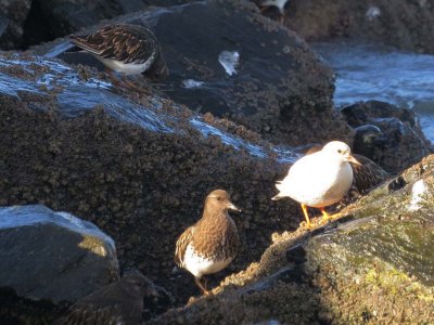 Black Turnstone 163