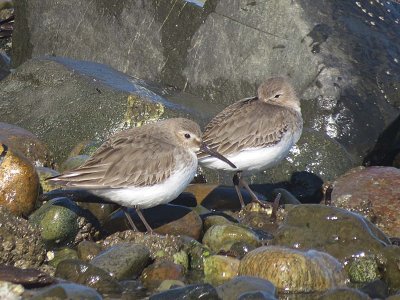 Dunlin  176