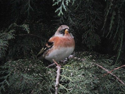 Brambling  452