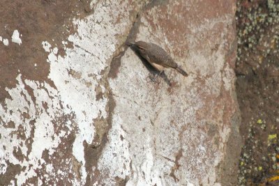 Rock Wren  339
