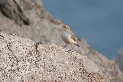 Rock Wren  339