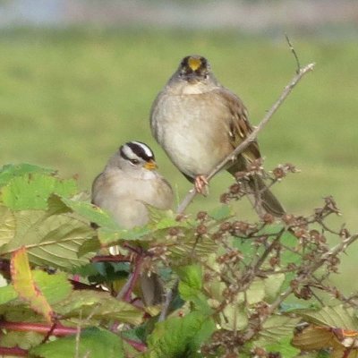 White-crowned 424 & Golden-crowned Sparrow  425