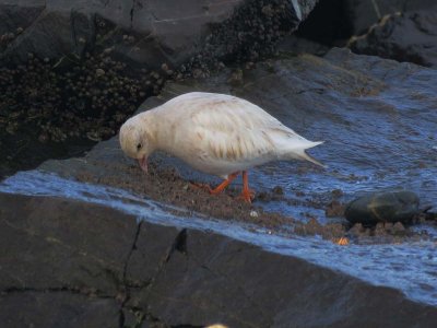 Black Turnstone 163