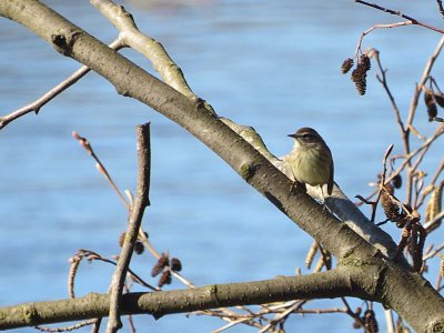 Palm Warbler  388
