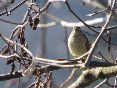 Palm Warbler  388