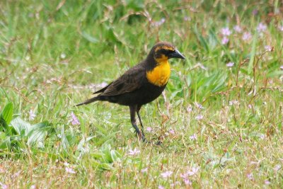 Yellow-headed Blackbird  441