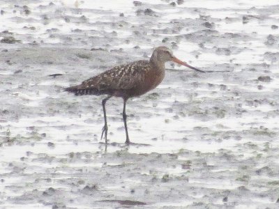 Hudsonian Godwit 159