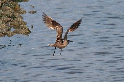 Whimbrel 157