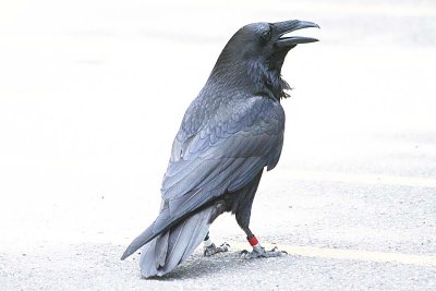 Common Raven  318
