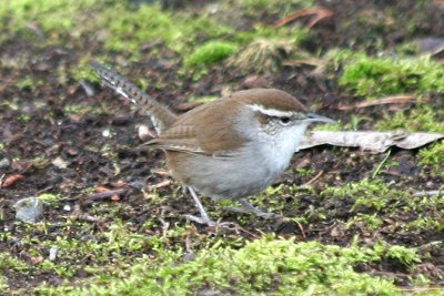 Bewick's Wren  342