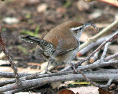 Bewick's Wren  342