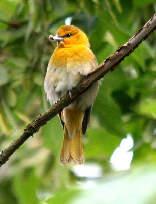 Bullock's Oriole  451