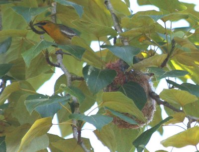 Bullock's Oriole  451