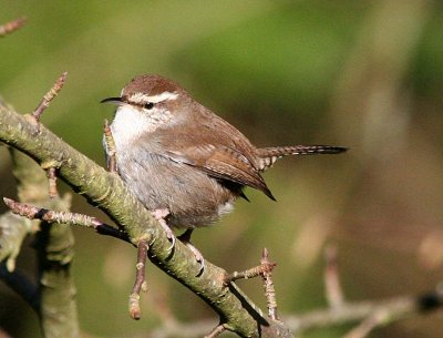 Bewick's Wren  342