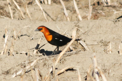 Yellow-headed Blackbird  