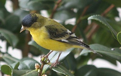 Lesser Goldfinch  463