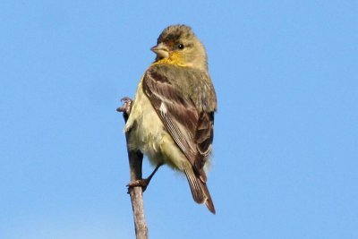 Lesser Goldfinch  463
