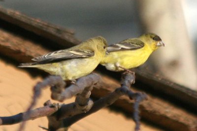 Lesser Goldfinch  463