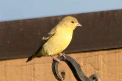 Lesser Goldfinch  463