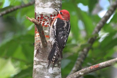 Red-breasted Sapsucker  274