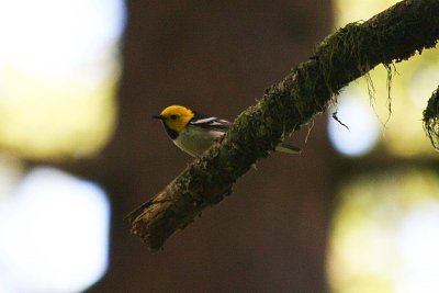 Hermit Warbler  385