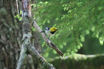 Hermit Warbler  385