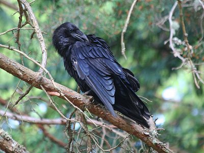 Common Raven  318