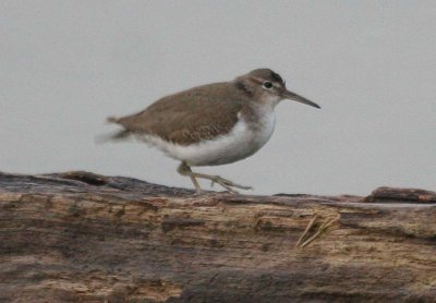 Spotted Sandpiper 153