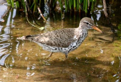 Spotted Sandpiper 153